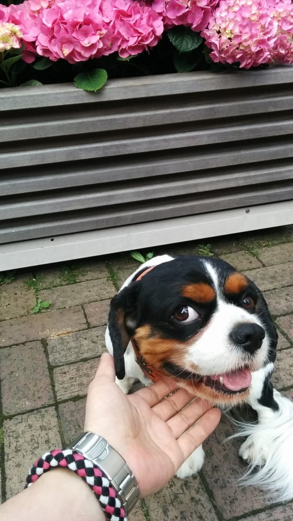 犬, Dog, トライカラー, Tricolor, キャバリア, Cavalier King Charles Spaniel, ジロ, Jiro