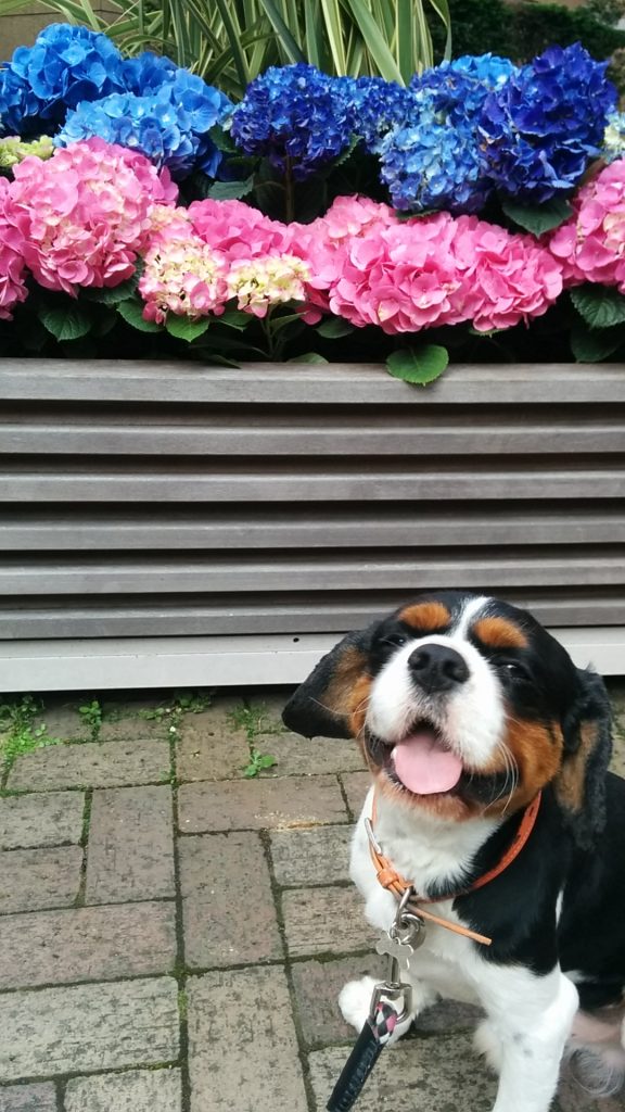 犬, Dog, トライカラー, Tricolor, キャバリア, Cavalier King Charles Spaniel, ジロ, Jiro