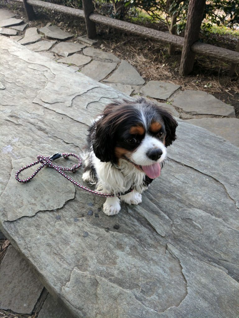 犬, Dog, トライカラー, Tricolor, キャバリア, Cavalier King Charles Spaniel, ジロ, Jiro, 北の丸公園