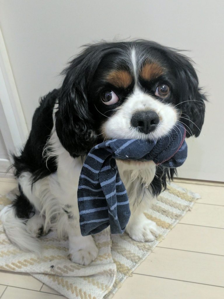 犬, Dog, トライカラー, Tricolor, キャバリア, Cavalier King Charles Spaniel, ジロ, Jiro