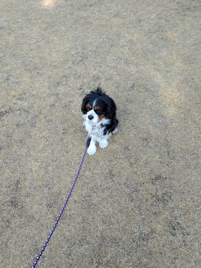 犬, Dog, トライカラー, Tricolor, キャバリア, Cavalier King Charles Spaniel, ジロ, Jiro, 北の丸公園