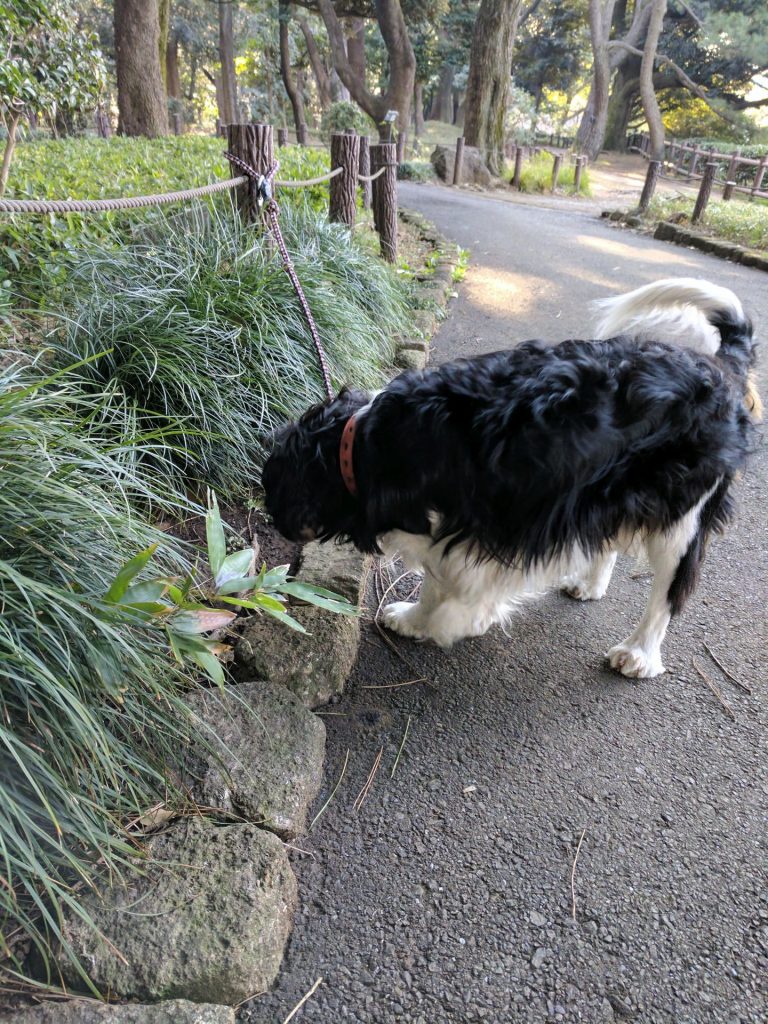 犬, Dog, トライカラー, Tricolor, キャバリア, Cavalier King Charles Spaniel, ジロ, Jiro, 北の丸公園
