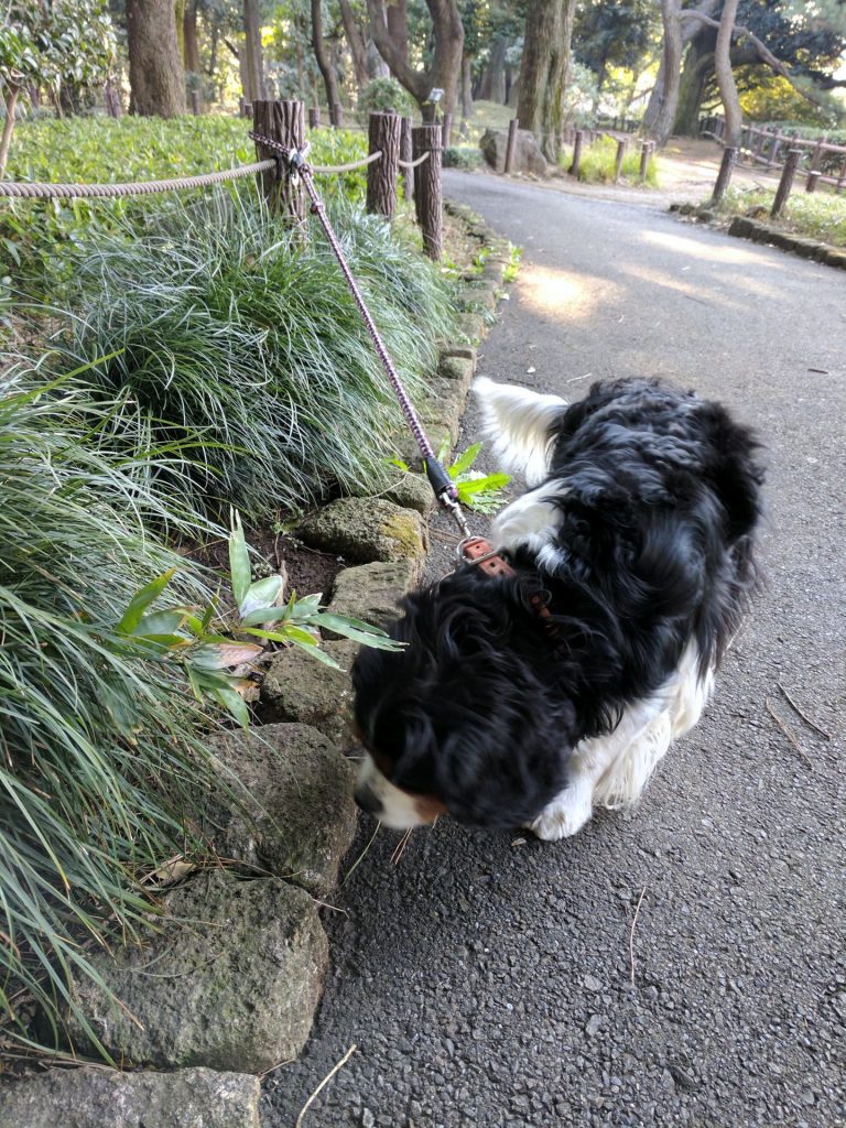 犬, Dog, トライカラー, Tricolor, キャバリア, Cavalier King Charles Spaniel, ジロ, Jiro, 北の丸公園