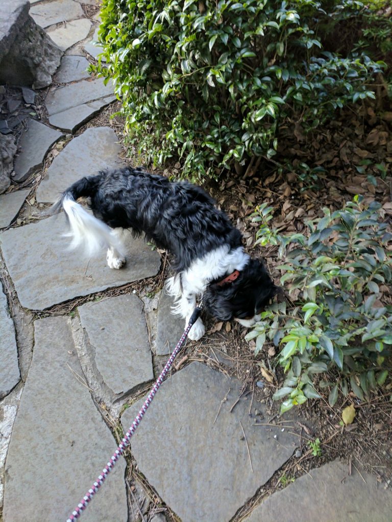 犬, Dog, トライカラー, Tricolor, キャバリア, Cavalier King Charles Spaniel, ジロ, Jiro, 北の丸公園