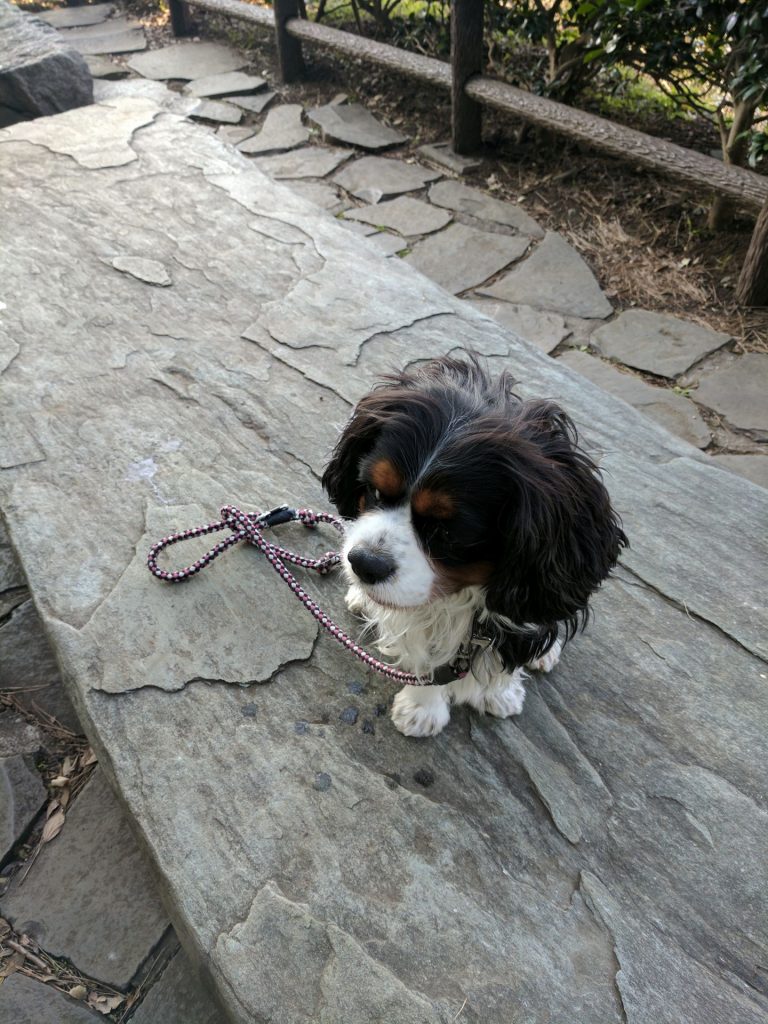 犬, Dog, トライカラー, Tricolor, キャバリア, Cavalier King Charles Spaniel, ジロ, Jiro, 北の丸公園