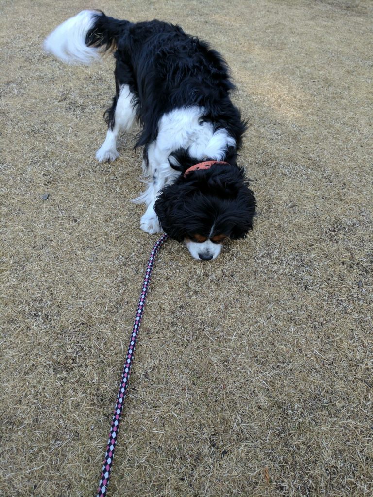 犬, Dog, トライカラー, Tricolor, キャバリア, Cavalier King Charles Spaniel, ジロ, Jiro, 北の丸公園