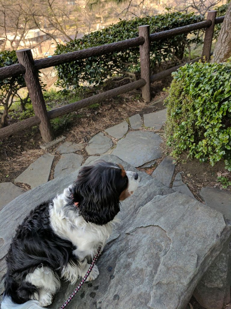 犬, Dog, トライカラー, Tricolor, キャバリア, Cavalier King Charles Spaniel, ジロ, Jiro, 北の丸公園