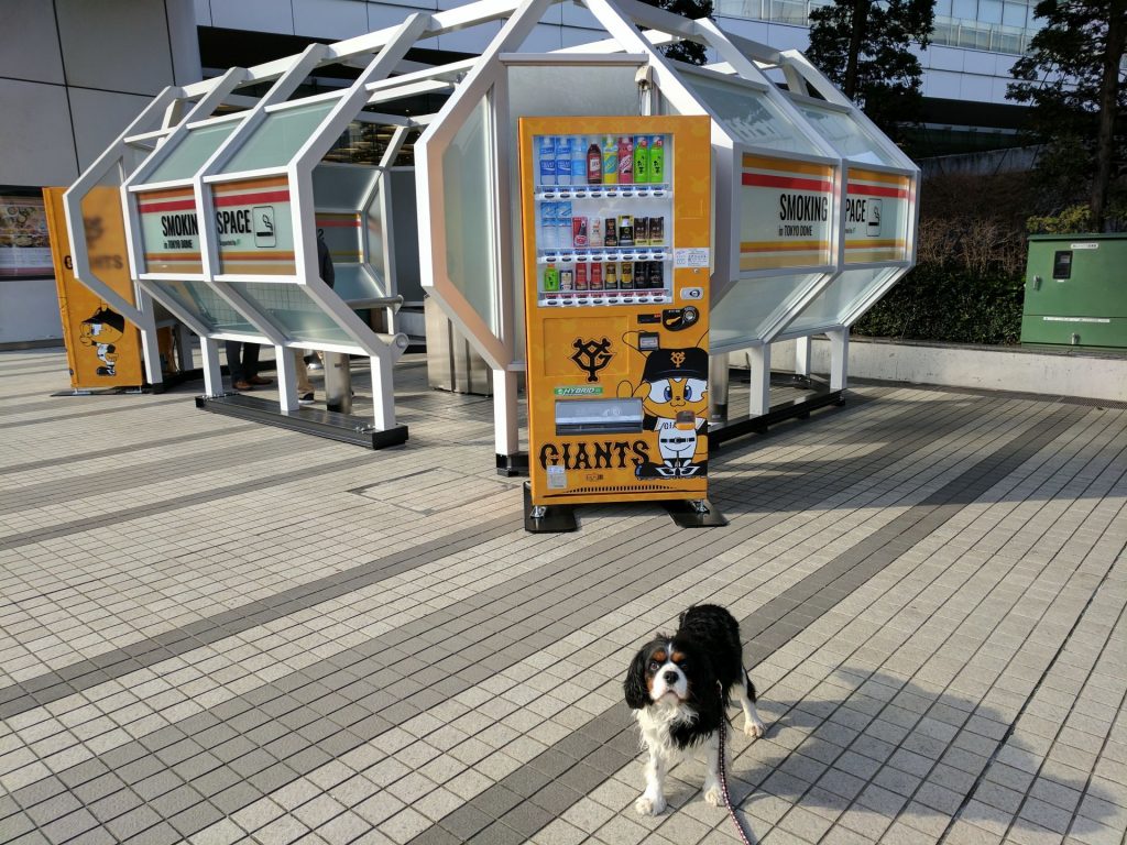 犬, Dog, トライカラー, Tricolor, キャバリア, Cavalier King Charles Spaniel, ジロ, Jiro, 東京ドーム, Tokyo Dome