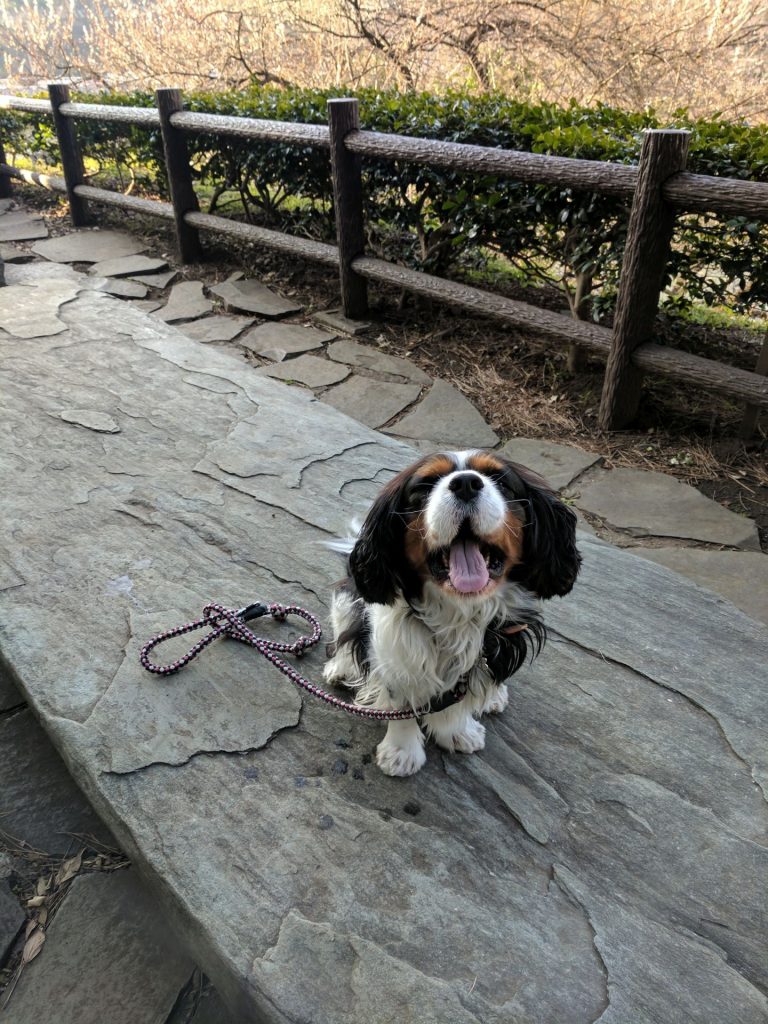 犬, Dog, トライカラー, Tricolor, キャバリア, Cavalier King Charles Spaniel, ジロ, Jiro, 北の丸公園
