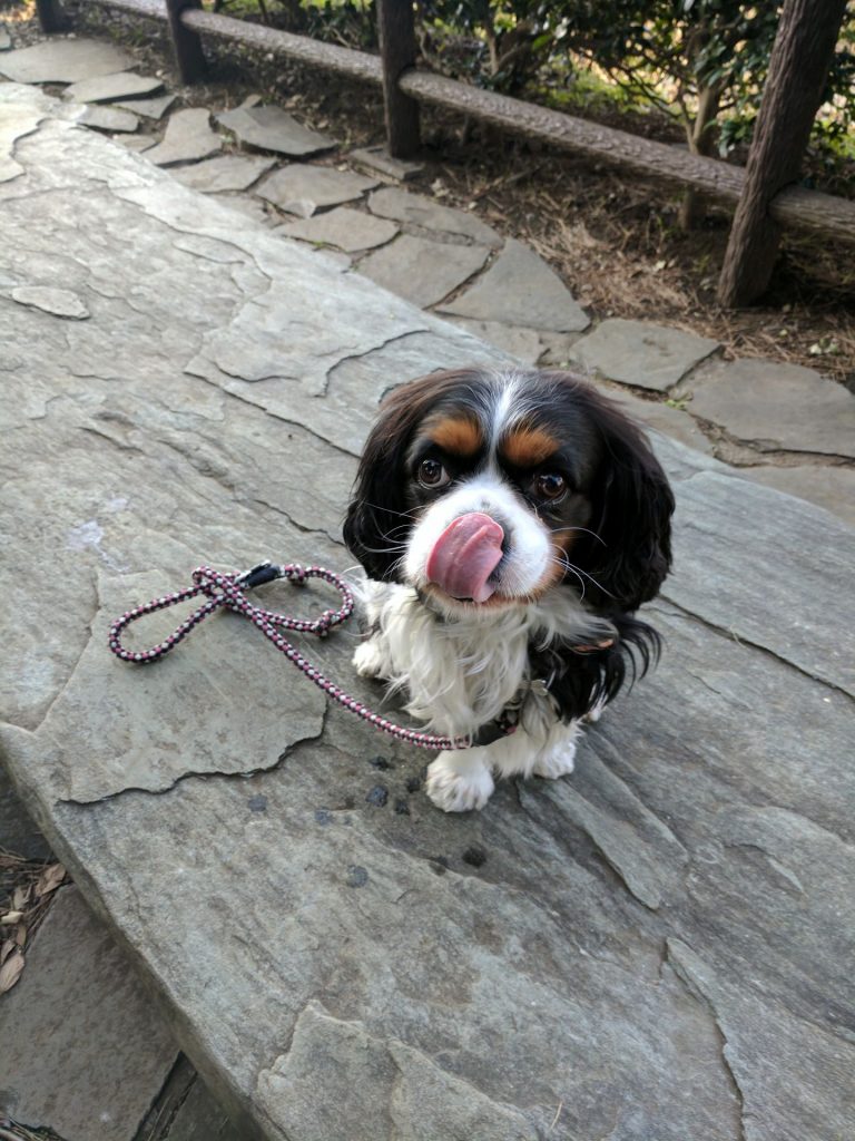 犬, Dog, トライカラー, Tricolor, キャバリア, Cavalier King Charles Spaniel, ジロ, Jiro, 北の丸公園