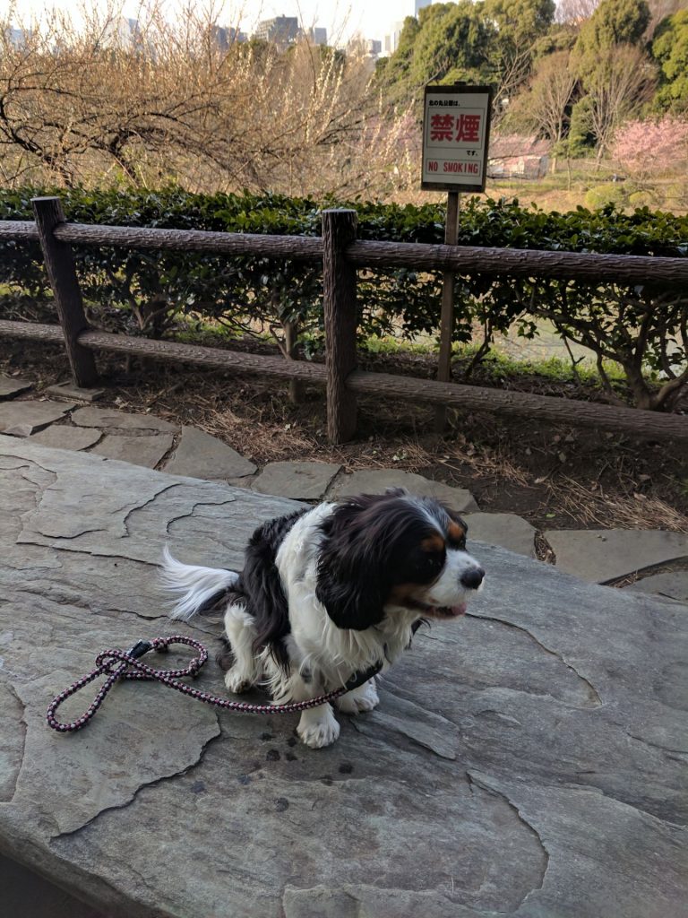 犬, Dog, トライカラー, Tricolor, キャバリア, Cavalier King Charles Spaniel, ジロ, Jiro, 北の丸公園