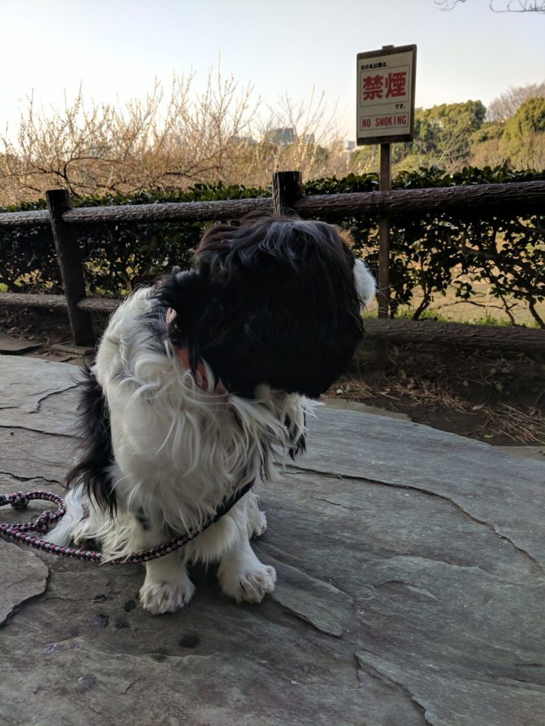 犬, Dog, トライカラー, Tricolor, キャバリア, Cavalier King Charles Spaniel, ジロ, Jiro, 北の丸公園