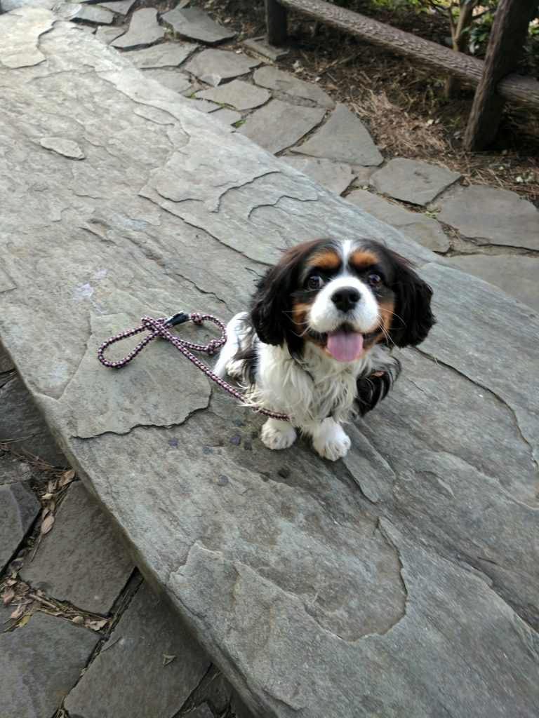 犬, Dog, トライカラー, Tricolor, キャバリア, Cavalier King Charles Spaniel, ジロ, Jiro, 北の丸公園