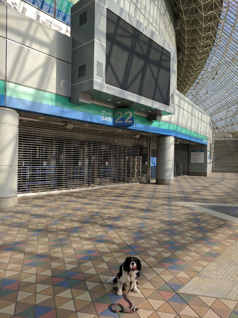犬, Dog, トライカラー, Tricolor, キャバリア, Cavalier King Charles Spaniel, ジロ, Jiro, 東京ドーム, Tokyo Dome