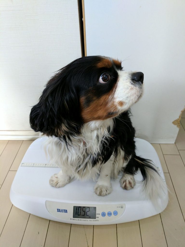 犬, Dog, トライカラー, Tricolor, キャバリア, Cavalier King Charles Spaniel, ジロ, Jiro