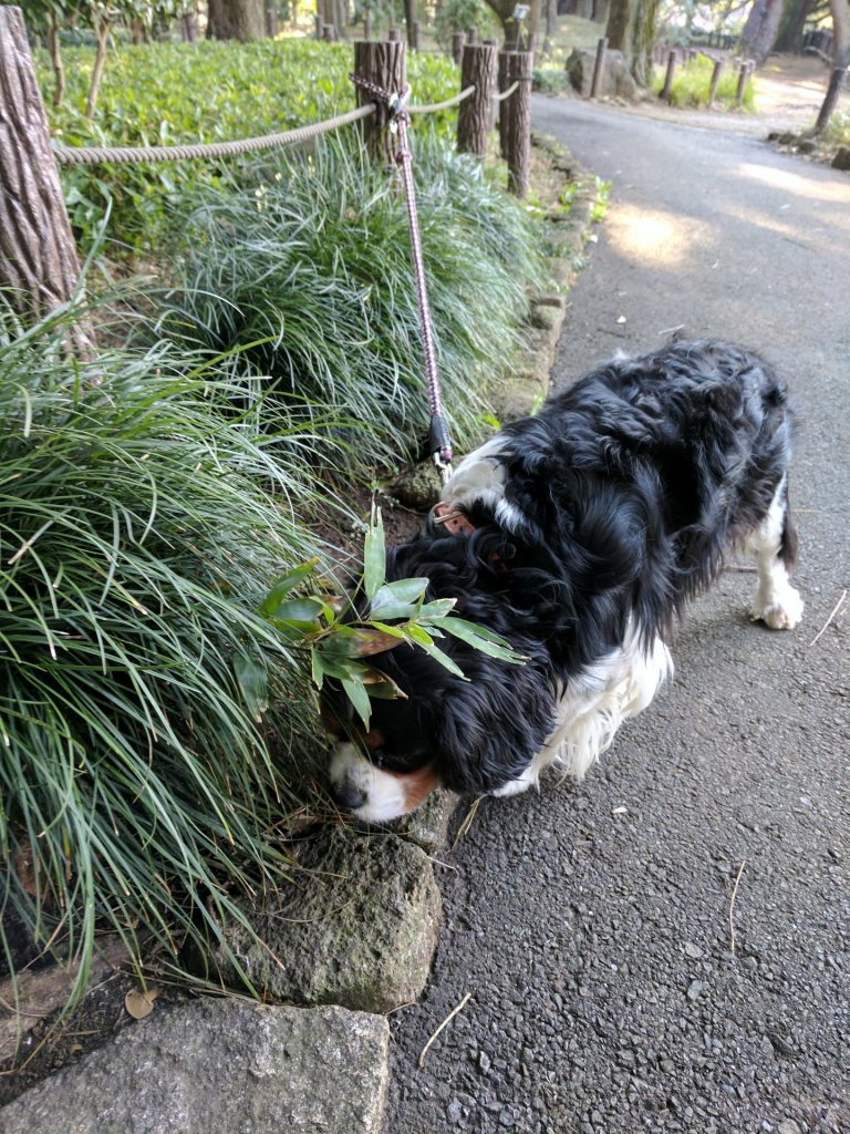 犬, Dog, トライカラー, Tricolor, キャバリア, Cavalier King Charles Spaniel, ジロ, Jiro, 北の丸公園
