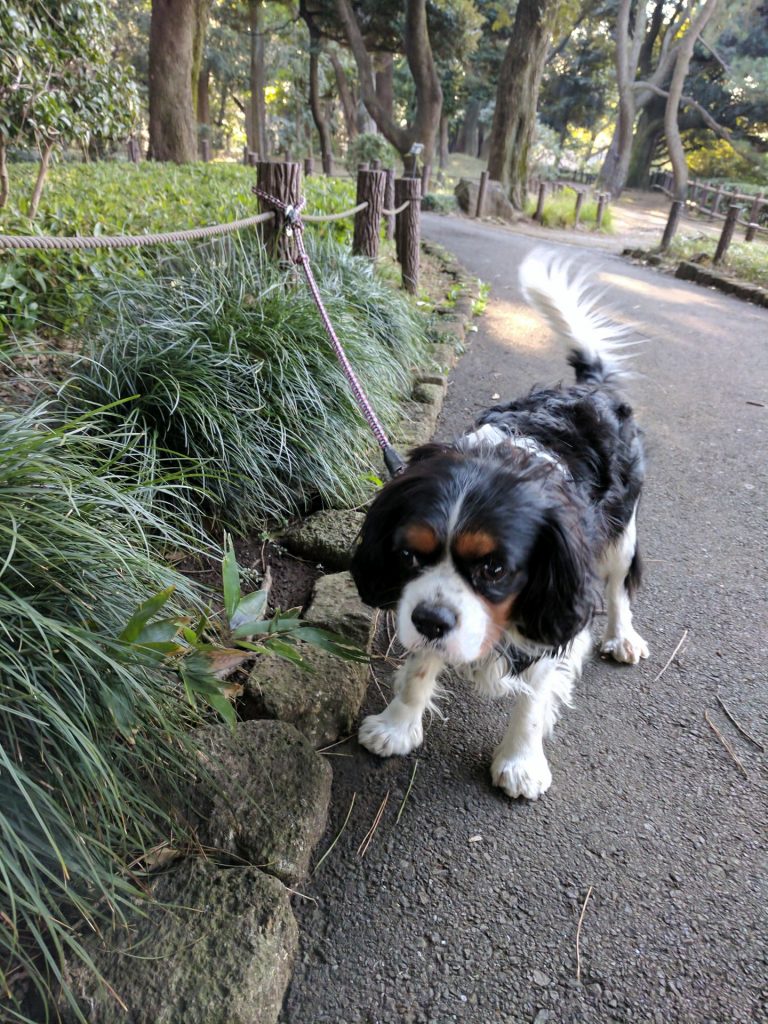 犬, Dog, トライカラー, Tricolor, キャバリア, Cavalier King Charles Spaniel, ジロ, Jiro, 北の丸公園