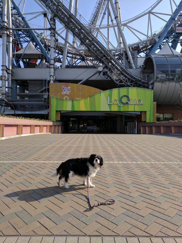 東京ドームシティ,　Tokyo Dome City, 犬, Dog, トライカラー, Tricolor, キャバリア, Cavalier King Charles Spaniel, ジロ, Jiro