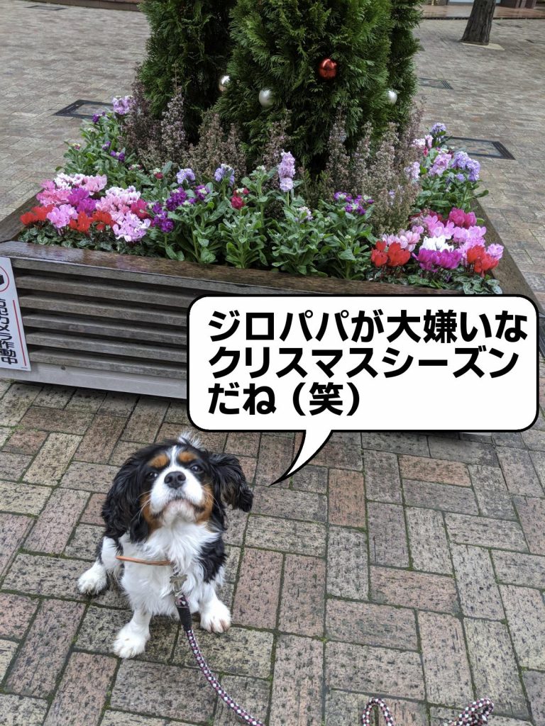 犬, Dog, トライカラー, Tricolor, キャバリア, Cavalier King Charles Spaniel, ジロ, Jiro, 飯田橋, アイガーデン