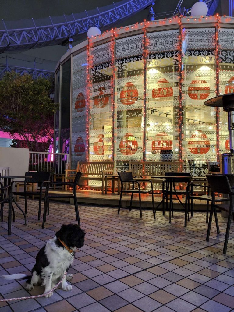 犬, Dog, トライカラー, Tricolor, キャバリア, Cavalier King Charles Spaniel, ジロ, Jiro, 東京ドーム, 東京ドームシティ