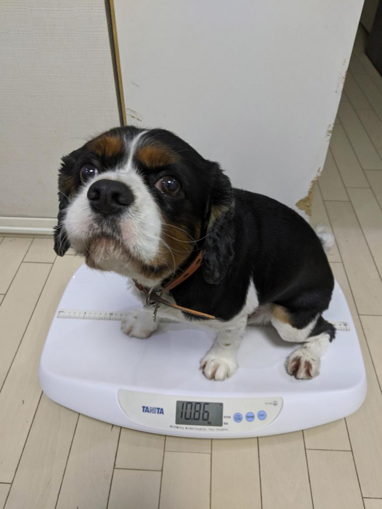 犬, Dog, トライカラー, Tricolor, キャバリア, Cavalier King Charles Spaniel, ジロ, Jiro