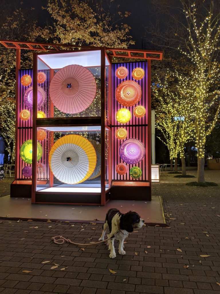 犬, Dog, トライカラー, Tricolor, キャバリア, Cavalier King Charles Spaniel, ジロ, Jiro, 東京ドーム, 東京ドームシティ