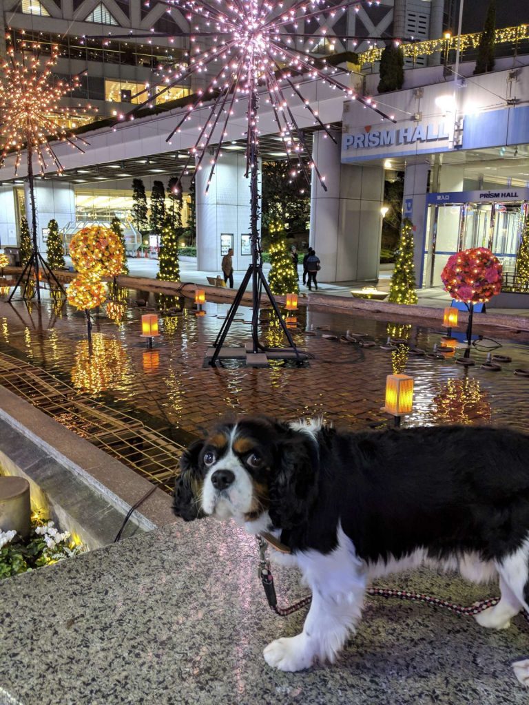 犬, Dog, トライカラー, Tricolor, キャバリア, Cavalier King Charles Spaniel, ジロ, Jiro, 東京ドーム, 東京ドームシティ
