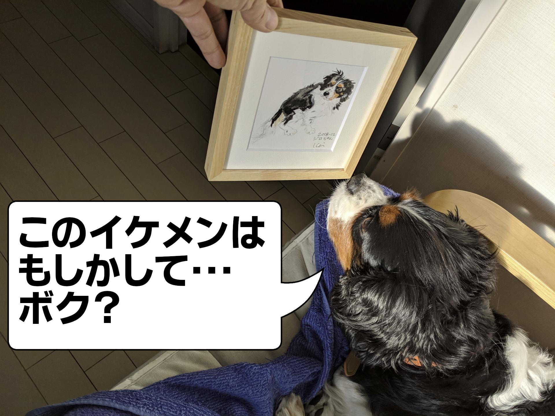 犬, Dog, トライカラー, Tricolor, キャバリア, Cavalier King Charles Spaniel, ジロ, Jiro