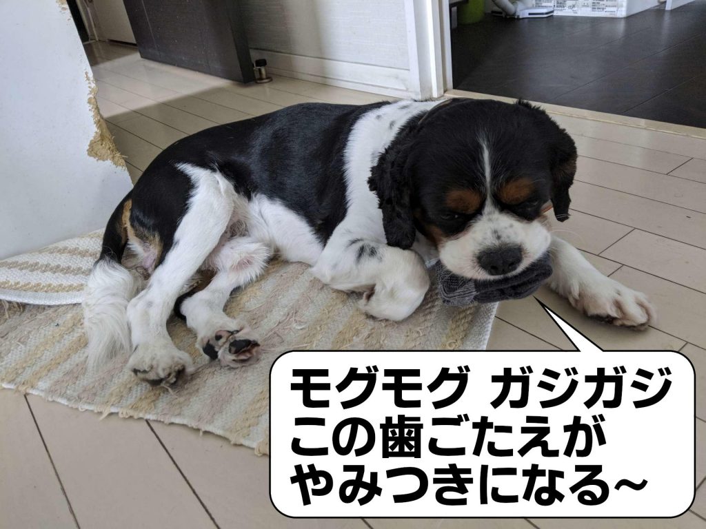 犬, Dog, トライカラー, Tricolor, キャバリア, Cavalier King Charles Spaniel, ジロ, Jiro