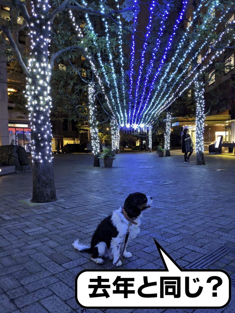 犬, Dog, トライカラー, Tricolor, キャバリア, Cavalier King Charles Spaniel, ジロ, Jiro, アイガーデン