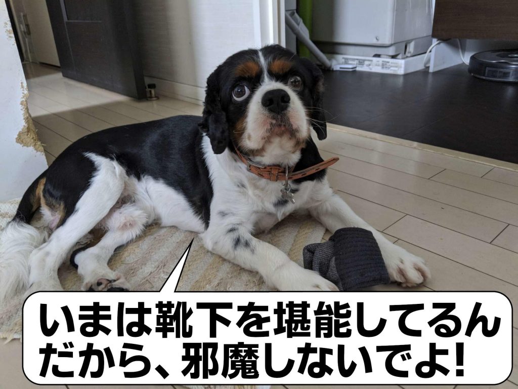 犬, Dog, トライカラー, Tricolor, キャバリア, Cavalier King Charles Spaniel, ジロ, Jiro