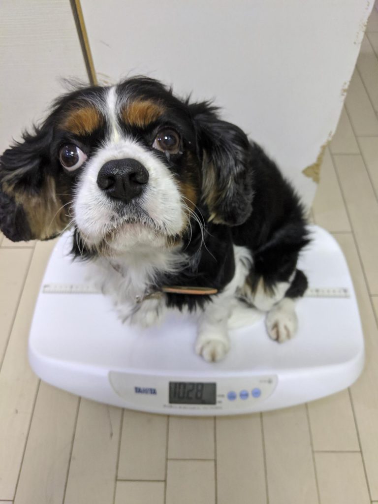 犬, Dog, トライカラー, Tricolor, キャバリア, Cavalier King Charles Spaniel, ジロ, Jiro