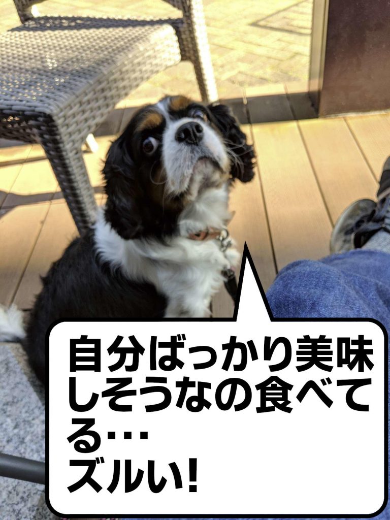 犬, Dog, トライカラー, Tricolor, キャバリア, Cavalier King Charles Spaniel, ジロ, Jiro, エドモンドホテル