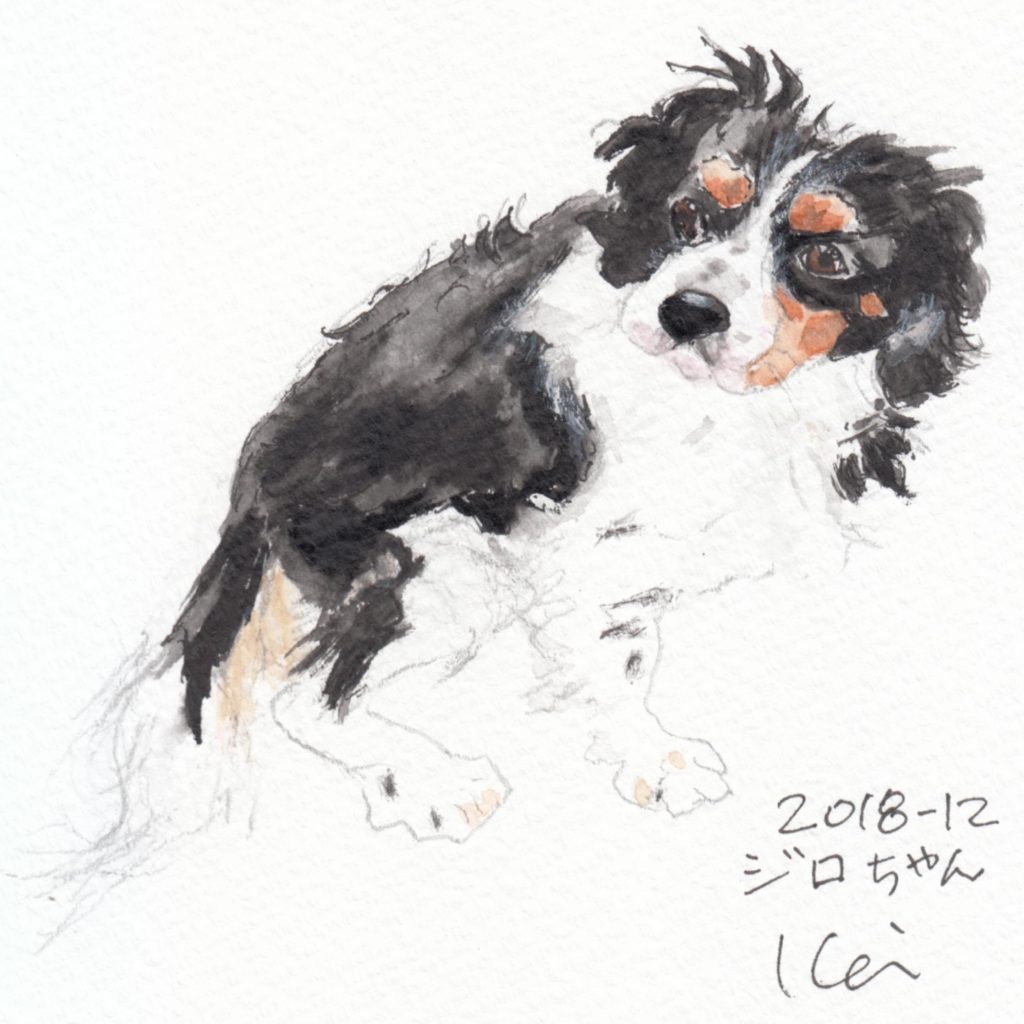 @shibatakeiko, 水彩画, 犬, Dog, トライカラー, Tricolor, キャバリア, Cavalier King Charles Spaniel, ジロ, Jiro