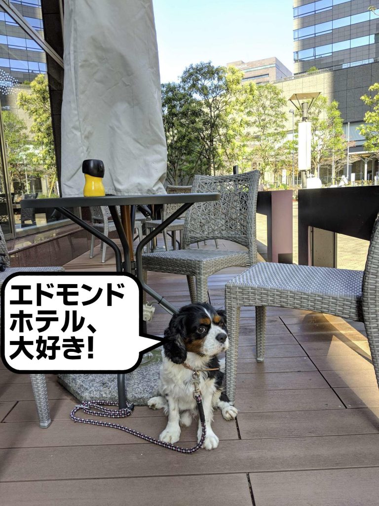 犬, Dog, トライカラー, Tricolor, キャバリア, Cavalier King Charles Spaniel, ジロ, Jiro, エドモンドホテル